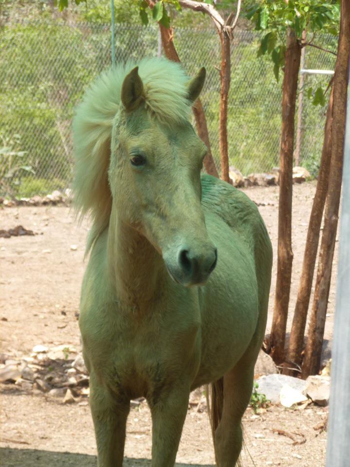 Timor Pony